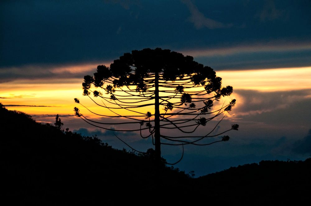 Silhueta de uma araucária ao pôr do sol, na descida do Pico da Bandeira