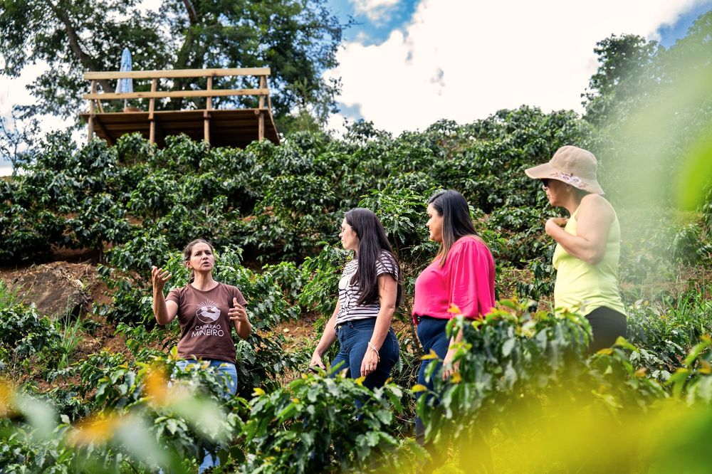 Visitantes conversando entre os pés de café, com um mirante ao fundo