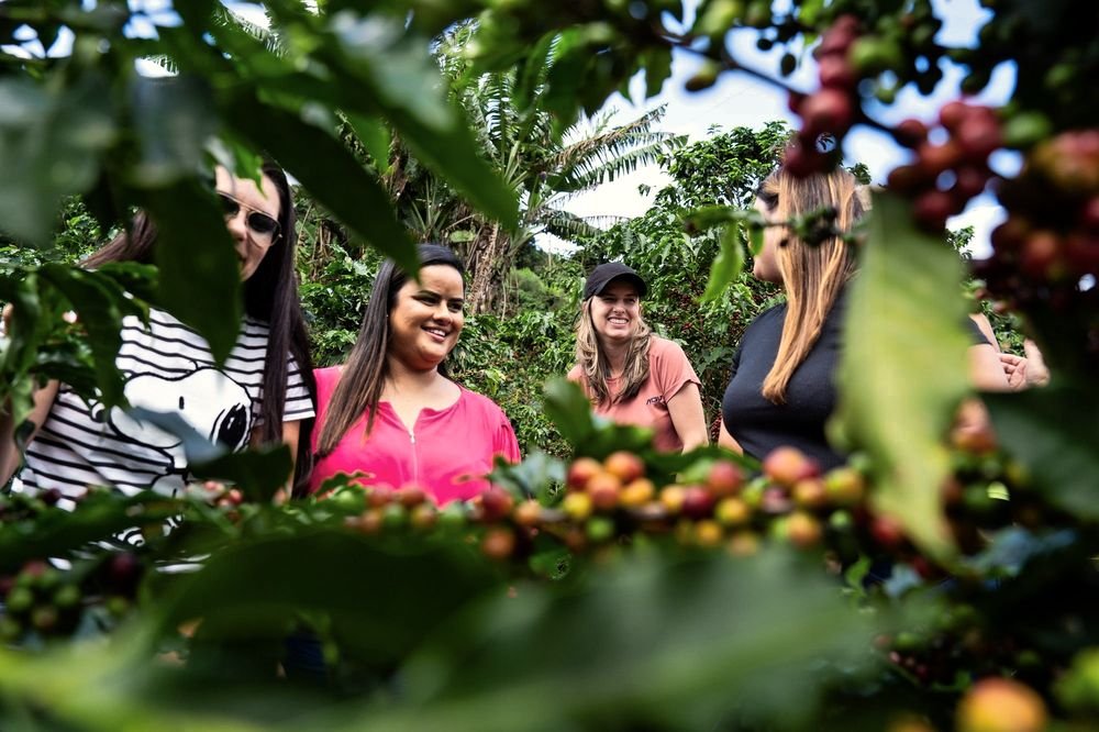 Visitantes entre os pés de café carregados de frutos maduros