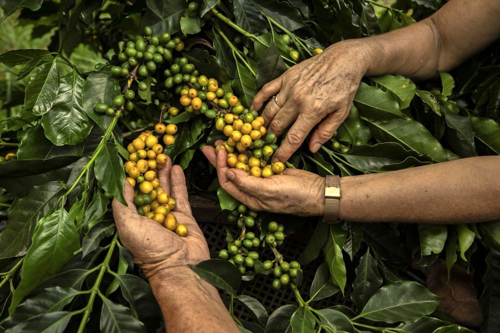 Mãos colhendo frutos de café maduros direto do pé