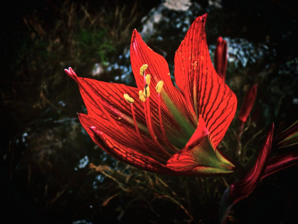 Flor vermelha de pétalas riscadas de veios escuros