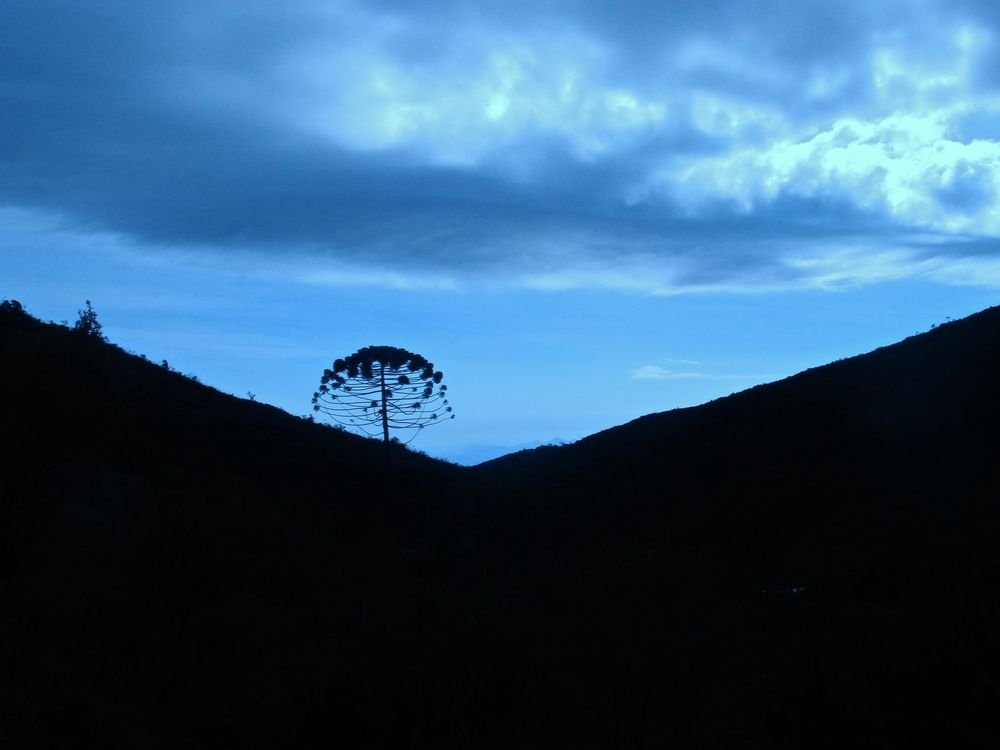 Uma araucária em silhueta no encontro de duas encostas escuras, sob o céu azul com nuvens