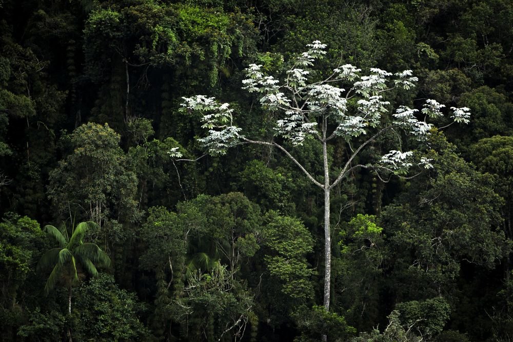 Uma árvore de flores brancas se destacando no meio da mata densa