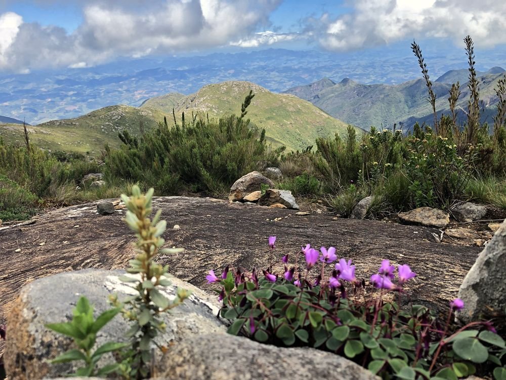 Flores lilases e brancas entre as rochas do campo de altitude, com a serra ao fundo