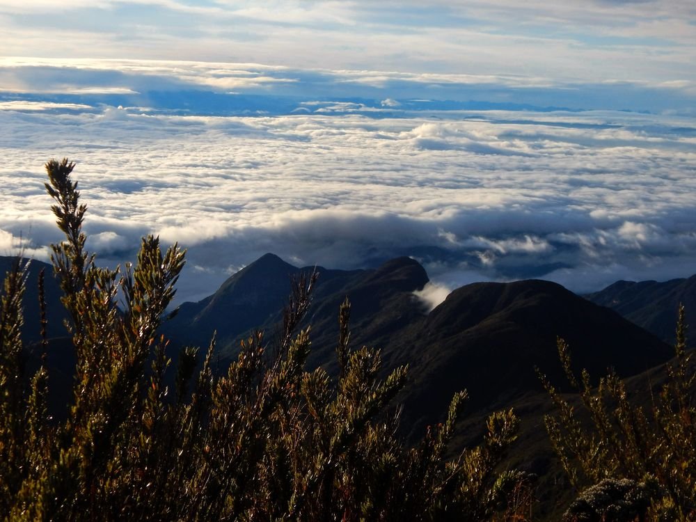 Mar de nuvens ao amanhecer, com cristas escuras e vegetação em primeiro plano