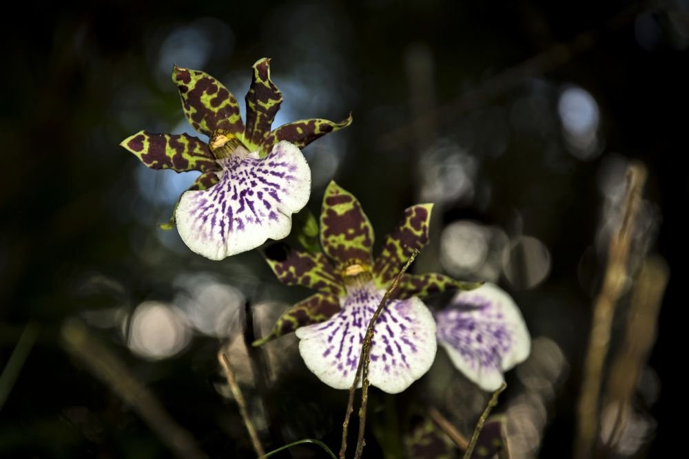 Orquídea de pétalas verdes manchadas de marrom e labelo branco riscado de roxo