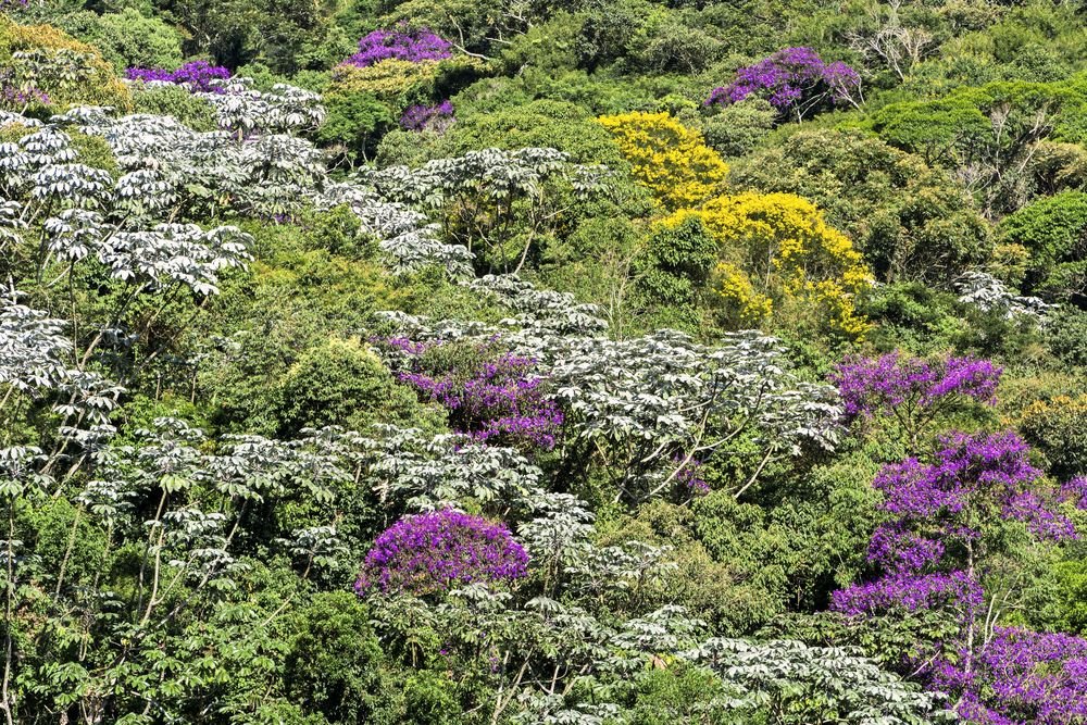 Quaresmeiras floridas em roxo, ipês amarelos e embaúbas prateadas na encosta da Mata Atlântica