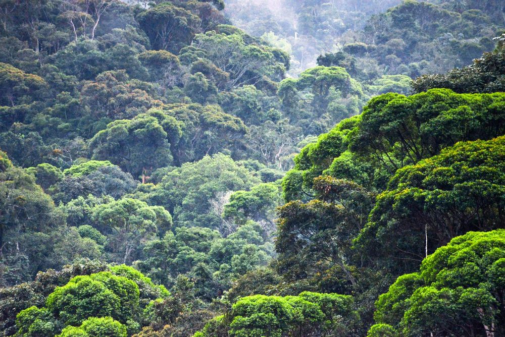Encosta coberta de Mata Atlântica densa, em vários tons de verde