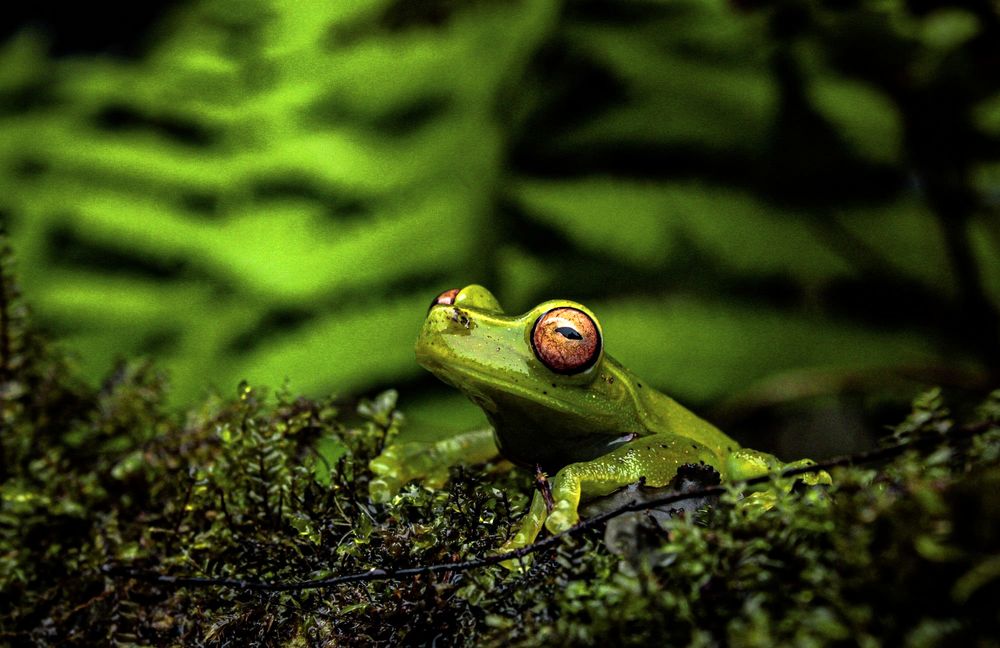 Perereca verde de olhos alaranjados sobre o musgo