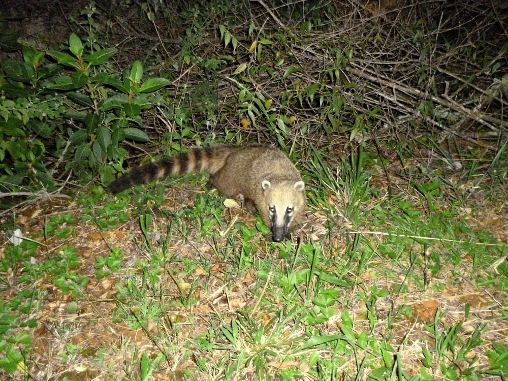 Quati à noite, entre a vegetação rasteira do parque